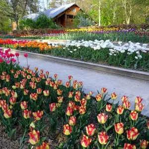 Primavera